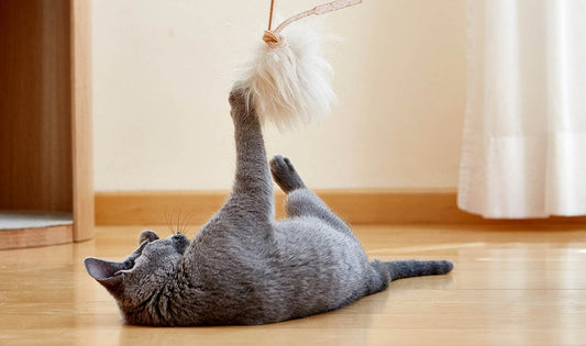 Pet Owners' Cleaning Products: Keeping a Clean and Pet-Friendly Home - Flowcheer