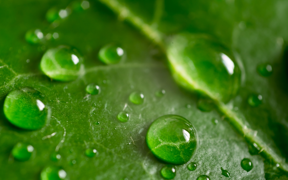 Explore Natural, Sustainable, and Eco-Friendly Cleaning Products - Flowcheer