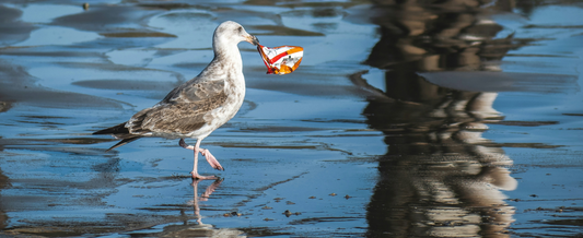 It's time to beat plastic pollution!